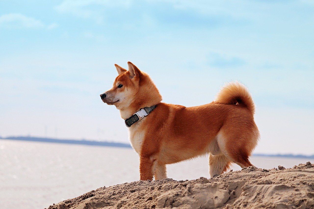 日本柴犬